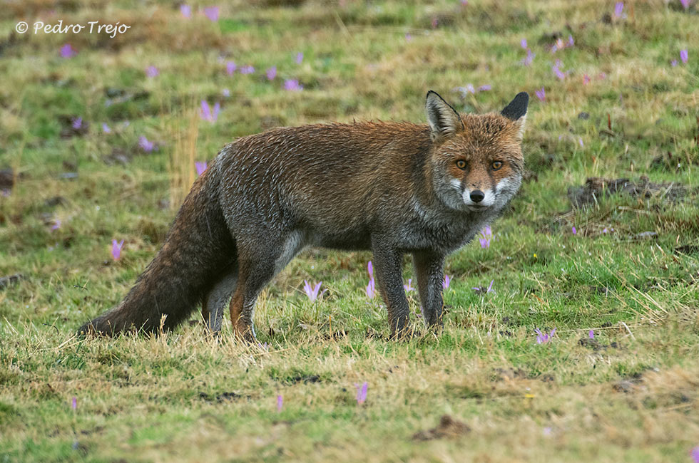 Zorro (Vulpes vulpes)